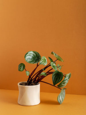 כלי לעציץ טבעי