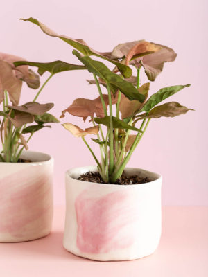 כלי לעציץ ורוד